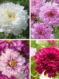 20 COSMOS 'Double Click mixed' seeds---Flower seeds--Plant seeds--Gardening--Seeds--Gift flower seeds