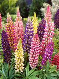 30 Russell Hybrid Cottage Mix Flower Seeds / Rustic Cottage Garden Flower / Cut Flower / (C8) F flower spore