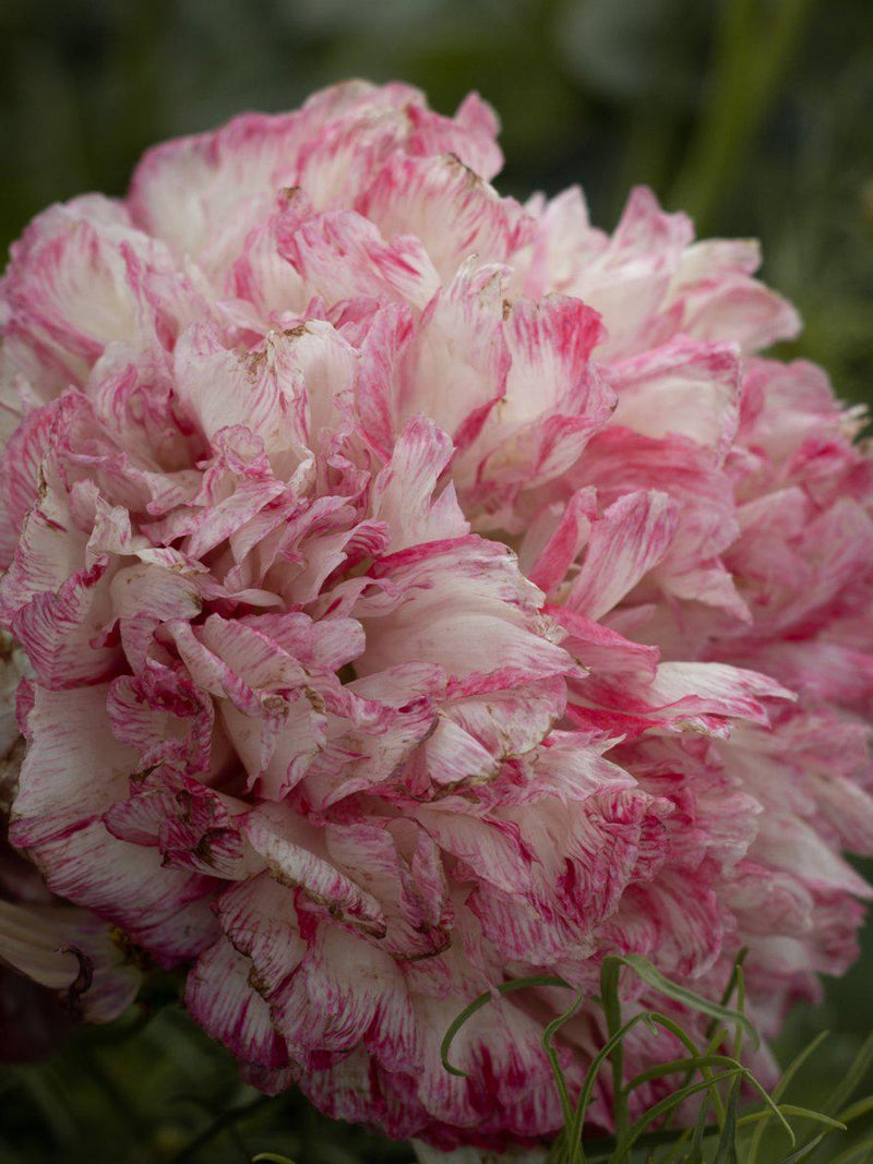 Poppy - Flemish Antique flower spore