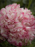 Poppy - Flemish Antique flower spore