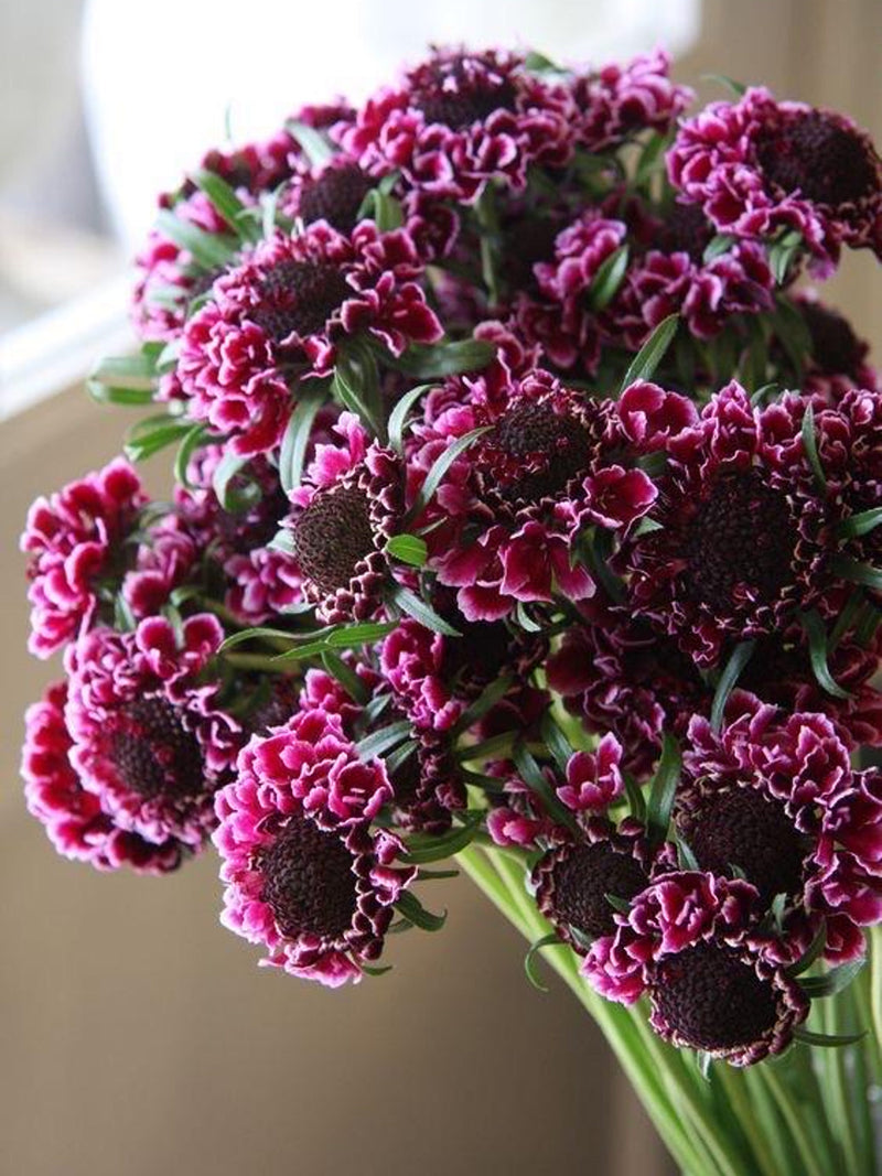 20 Dark Purple Scabiosa Seeds - Pincushion Flower flower seeds