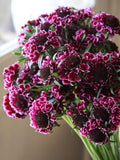 20 Dark Purple Scabiosa Seeds - Pincushion Flower flower seeds