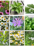 Canadian Tea Garden Seed Collection, 9 Hardy Herbs for Homegrown Teas, Lemon Balm, Bergamot, Sage, Echinacea  + Perennial Self-Seeding seeds bulk