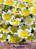 Poached Egg Plant Seeds Ð Limnanthes douglasii, Bee-Friendly Flower Seeds, Easy to Grow, Annual Ground Cover, Pollinator Attracting Seeds flower seeds