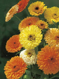 25+ Calendula Fiesta Gitana Superior Seeds / Cottage Garden / Soap Making / English Garden / (D15) F flower spore