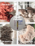 Mushroom Liquid Cultures | 10ml Gourmet, Functional and Bioluminescent | Grow Mushrooms at Home | Premium Quality & Genetics flower spore
