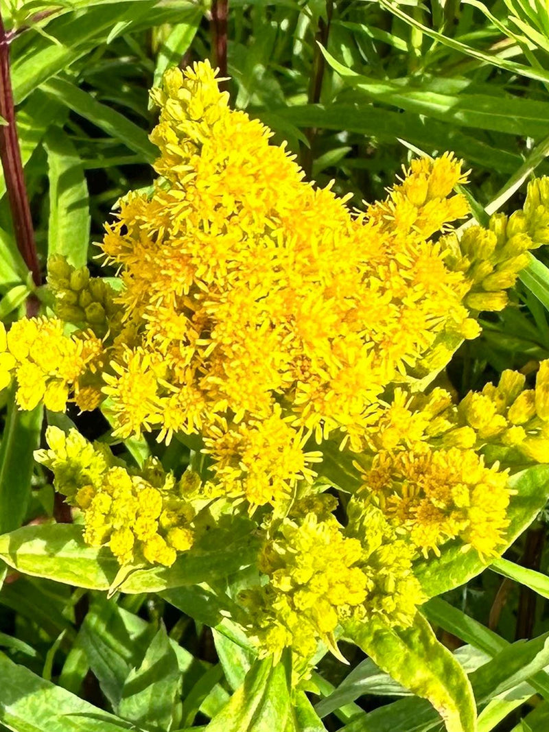 Canada Goldenrod Seeds - Solidago Canadensis - Perennial & Ornamental seeds bulk