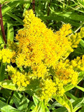 Canada Goldenrod Seeds - Solidago Canadensis - Perennial & Ornamental seeds bulk
