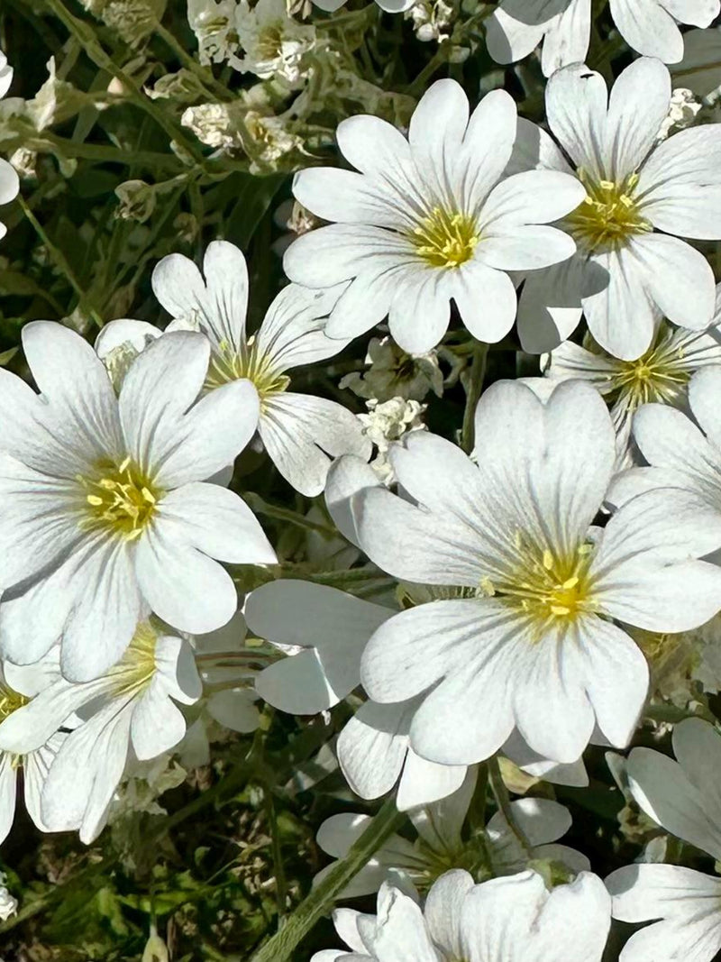 Snow in Summer Seeds - Cerastium Tomentosum - Perennial & Pollinator Friendly FLOWER DELIVERY