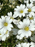 Snow in Summer Seeds - Cerastium Tomentosum - Perennial & Pollinator Friendly FLOWER DELIVERY