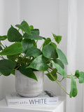 Realistic house plant. Artificial potted plant faux plants