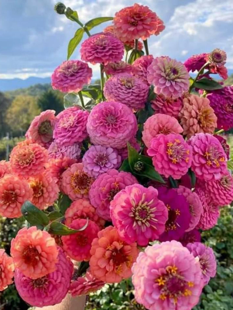 25+ California Giants Mix Zinnia Seeds / Zinnia elegans / Cottage Garden / Cut and come again / (W47) F flower seeds