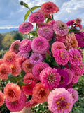 25+ California Giants Mix Zinnia Seeds / Zinnia elegans / Cottage Garden / Cut and come again / (W47) F flower seeds