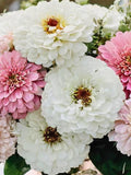 Blushing Bride Zinnia Mix Seeds, Zinnia elegans, Cottage Garden, Cut Flower Bouquet, 25 Seeds seeds bulk