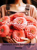 Zinnia BenaryÕs Giant Salmon Rose - Seeds for Gardening, Seeds Packets, Ð Heirloom, Cut Flower, Butterfly Garden, Zinnie flower seeds