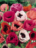 Pizzicato Poppy Seeds, Perennial Cottage Garden Flower Mix, 50 Seeds seeds bulk
