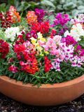 Dwarf Snapdragon Mix Seeds | 50+ seeds | Organic Heirloom Mini Mix seeds bulk