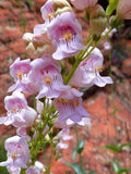 Palmer's Penstemon Seeds, Fragrant Pink Wildflower, 50 Seeds flower seeds