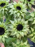 Sun-Fill Purple Sunflower Seeds, Unique Single Stem Flower, 10 Seeds seeds bulk