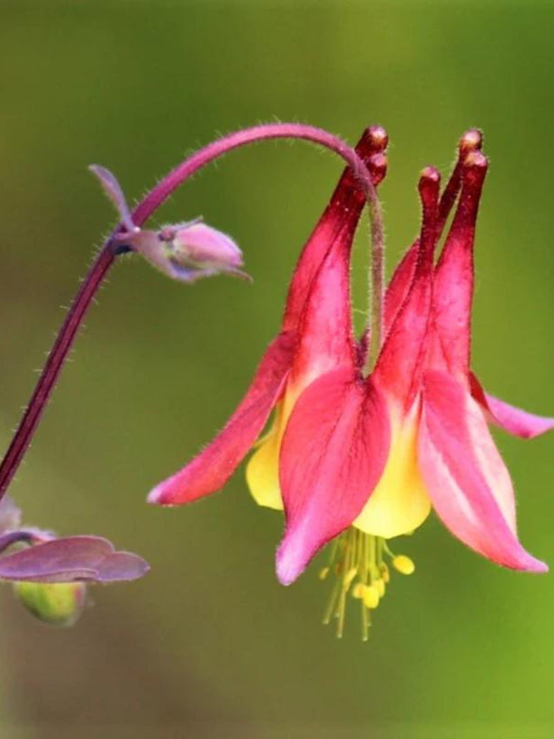 Wild Columbine Flower Seeds: Red & Yellow Aquilegia, Hummingbird Garden, 50 Seeds flower seeds