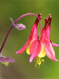 Wild Columbine Flower Seeds: Red & Yellow Aquilegia, Hummingbird Garden, 50 Seeds flower seeds
