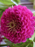 25 Zinnia Purple Prince Seeds / Zinnia elegans / Cottage Garden / Cut Flower / (GE27) F flower seeds