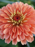 Salmon Queen Zinnia Seeds, Summer Cottage Garden Flowers (25+ Seeds) flower seeds