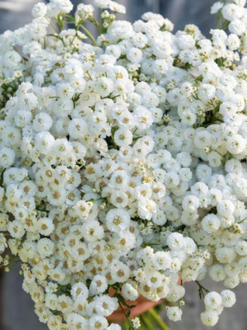 Double Diamond White Yarrow Seeds, Cottage Garden Flower, Bouquet Filler, Perennial Blooms, 50 Seeds seeds bulk