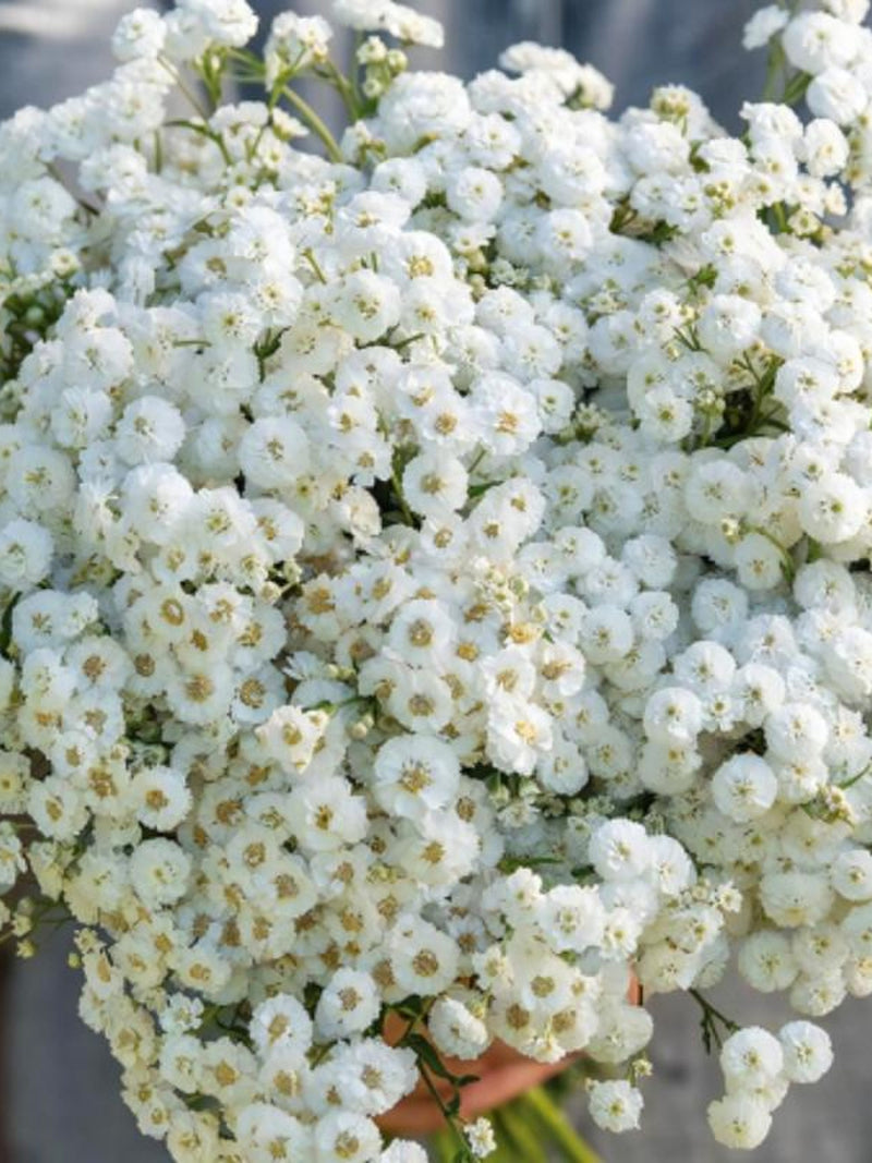 Double Diamond White Yarrow Seeds, Cottage Garden Flower, Bouquet Filler, Perennial Blooms, 50 Seeds flower seeds