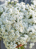 Double Diamond White Yarrow Seeds, Cottage Garden Flower, Bouquet Filler, Perennial Blooms, 50 Seeds flower seeds