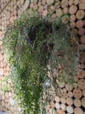 Luxury Artificial Hanging Fern Basket, Waterproof Greenery Decor faux plants