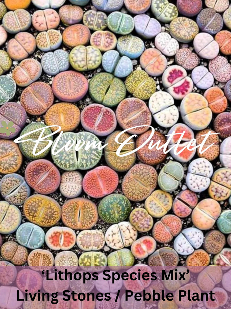 Lithops Species Mix Seeds Ð Living Stones, Pebble Plant Ð Unique Succulent Seeds, Over 300 Living Rock Species! Houseplant, Indoor Plant seeds bulk
