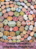 Lithops Species Mix Seeds Ð Living Stones, Pebble Plant Ð Unique Succulent Seeds, Over 300 Living Rock Species! Houseplant, Indoor Plant seeds bulk