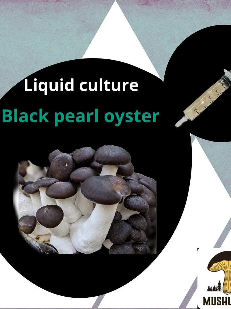 Organic Black Pearl Oyster Mushroom Liquid Culture for Grain Spawn Inoculation- Grow mushrooms indoors flower spore