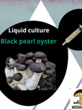 Organic Black Pearl Oyster Mushroom Liquid Culture for Grain Spawn Inoculation- Grow mushrooms indoors flower spore