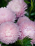 Appleblossom Aster Seeds | King Size Coral-Pink Cut Flower flower spore