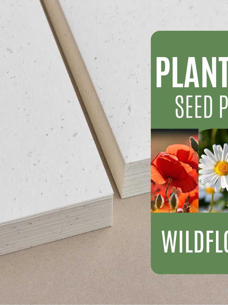 Seed Paper Wildflower Mix Poppy Daisy Myosotis - Bulk of blank plantable seeded paper sheets wholesale 150gsm 250gsm A4 A5 A6 letter size seeds bulk