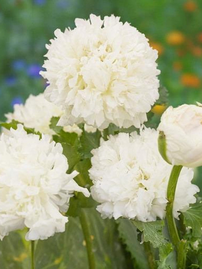 35 Peony Poppy 'Double Cream' Seeds---Flower seeds--Plant seeds--Gardening--Seeds--Gift FLOWER DELIVERY