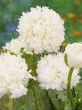 35 Peony Poppy 'Double Cream' Seeds---Flower seeds--Plant seeds--Gardening--Seeds--Gift FLOWER DELIVERY