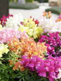 Dwarf Snapdragon Mix Seeds, Multi-Colour, Cottage Garden Flowers, 50 Seeds seeds bulk