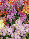 Dwarf Snapdragon Mix Seeds: Multi-Colored Blooms for Containers, 50 Seeds seeds bulk