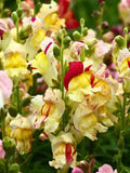 Brighton Rock Striped Snapdragon Seeds: Multi-Coloured Cottage Garden Blooms, 50 Seeds flower seeds