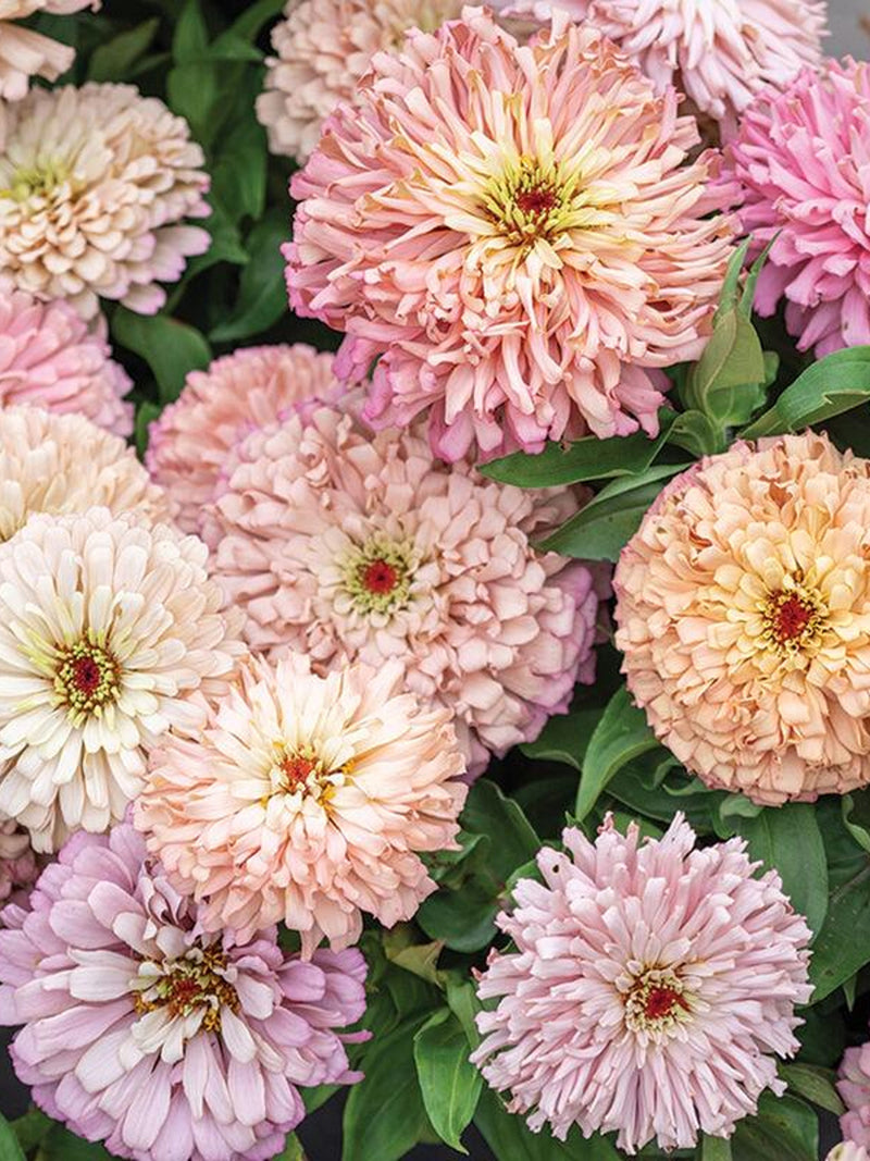 Zinnia 'Ballerina Mix' / Baby Pink and Peach Zinnia Mix Seeds / Pastel Peach Flower Seeds / Zinnia elegans / Summer Flower /(151) / 10 Seeds flower seeds