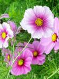 Daydream Cosmos Flower Seeds Ð Pale Pink Blooms, Easy-Grow Annual flower spore