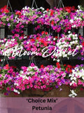 120/2000 Balcony Petunia Mix Seeds*Spreading*Red White Pink Lilac*Annual Flower Seeds*Garden Plants flower seeds