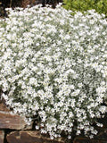 Snow in Summer . Ground cover . Perennial. 50 seeds flower seeds