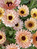 25 Orange Flash Calendula Seeds / Cottage Garden Flower / (D14) F flower spore