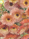 Orange Flash Calendula Seeds / Cottage Garden Flower / 25 Seeds flower spore