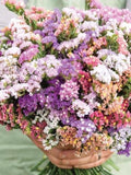 30 seeds Statice Seeds - Pastel Mixed. Limonium sinuatum flower seeds