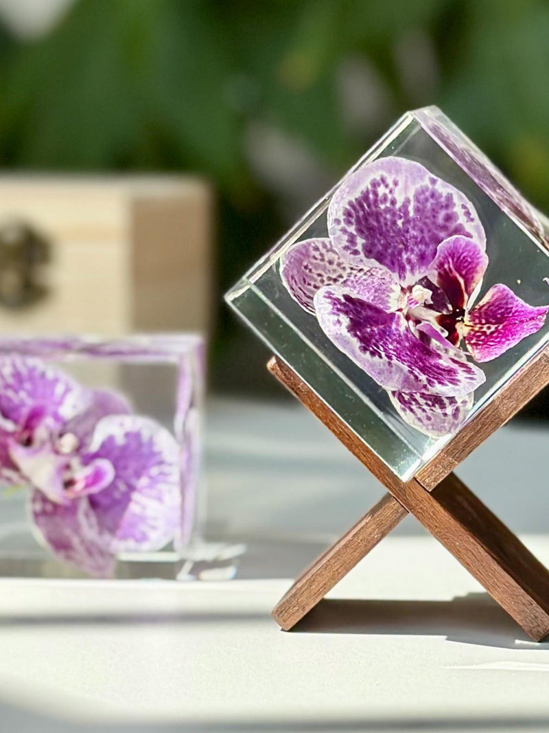Real Purple Spotted phalaenopsis Butterfly orchid Cube Preserved flower souvenir Girlfriend gift for mom FLOWER DELIVERY